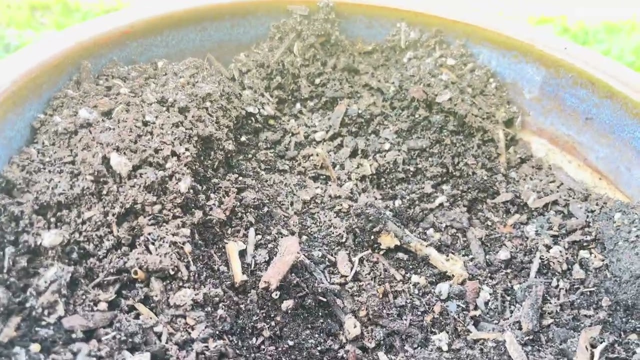 Something Dug Up One Of My Pots!