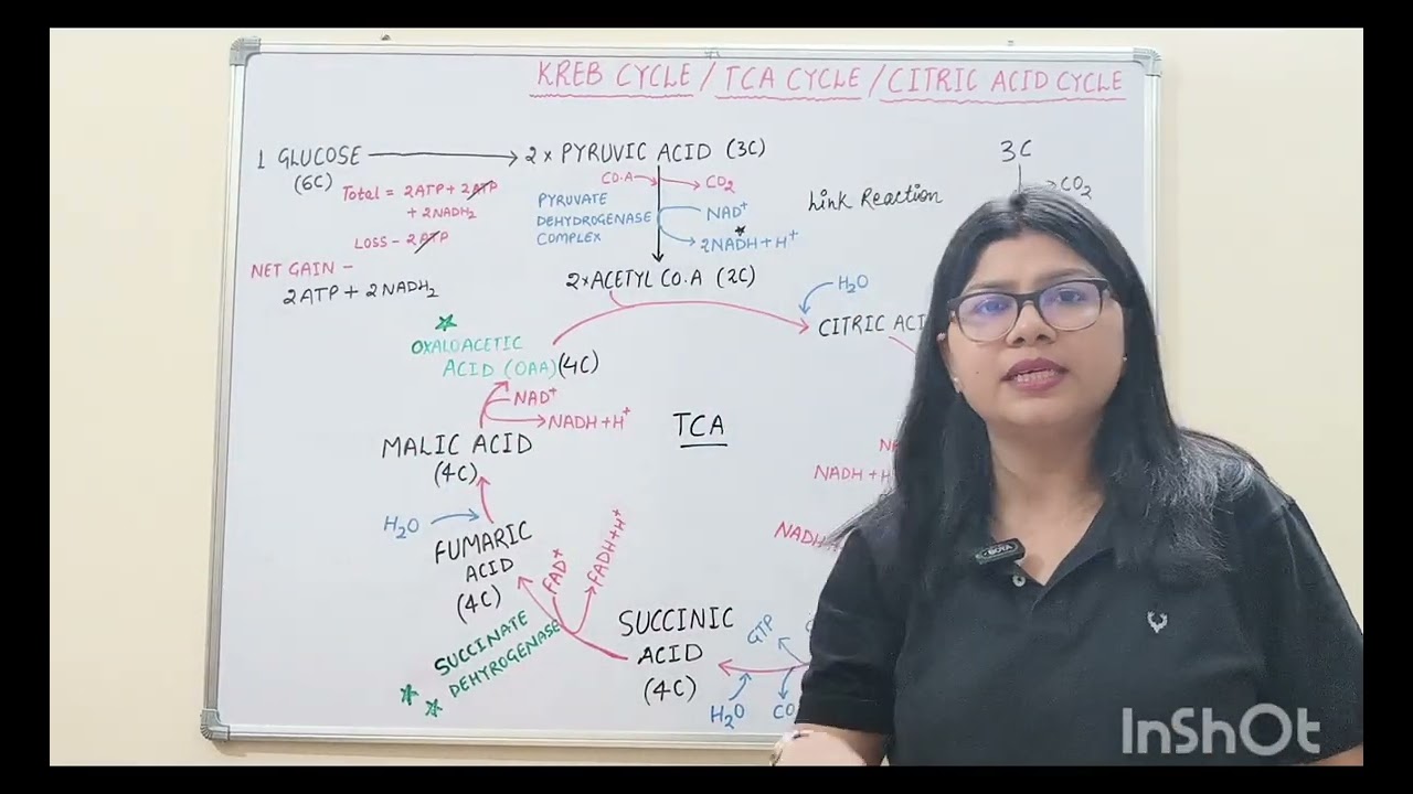 Kreb cycle/ TCA cycle/ Citric acid cycle 