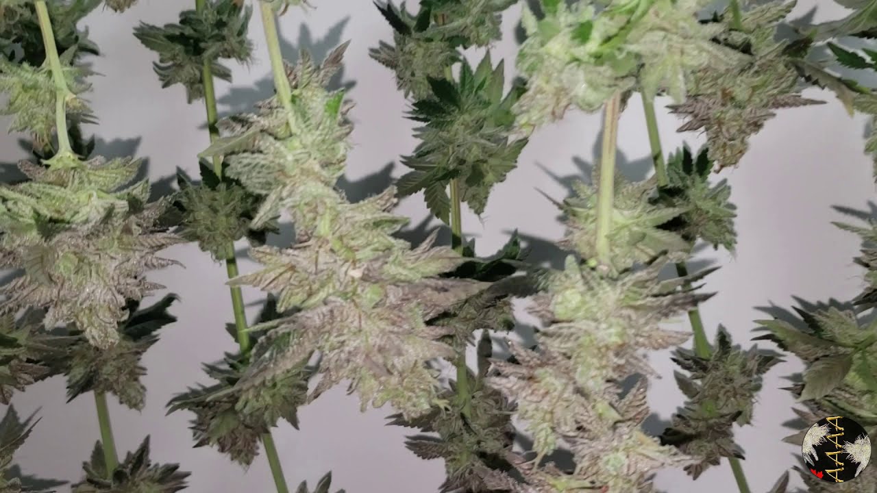 Fresh Cut Cannabis