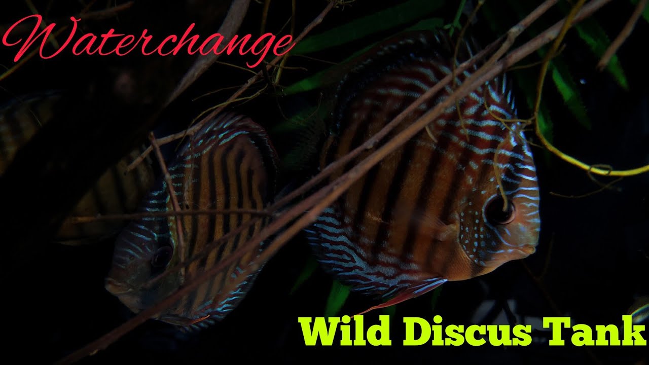 Wild Discus Tank : Waterchange