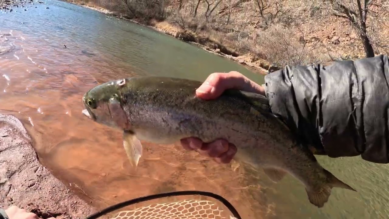 Chama Momma Fly Fishing | Northern NM's Hidden Gems Revealed!