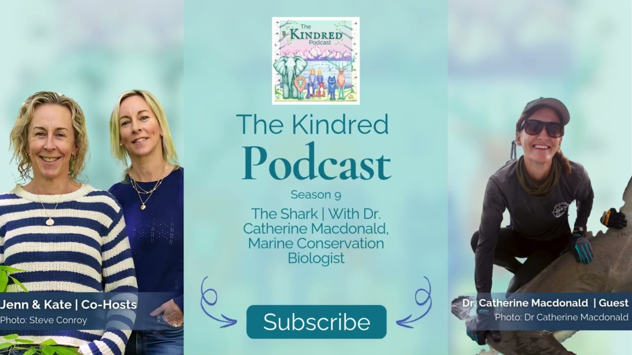The Shark | With Dr. Catherine Macdonald, Marine Conservation Biologist