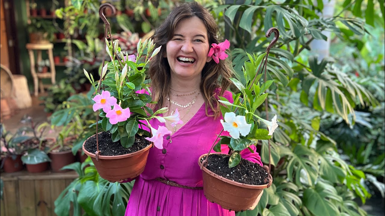 COMO CUIDAR da DIPLADENIA e ter MUITAS FLORES 🌹 🌸🌷💐