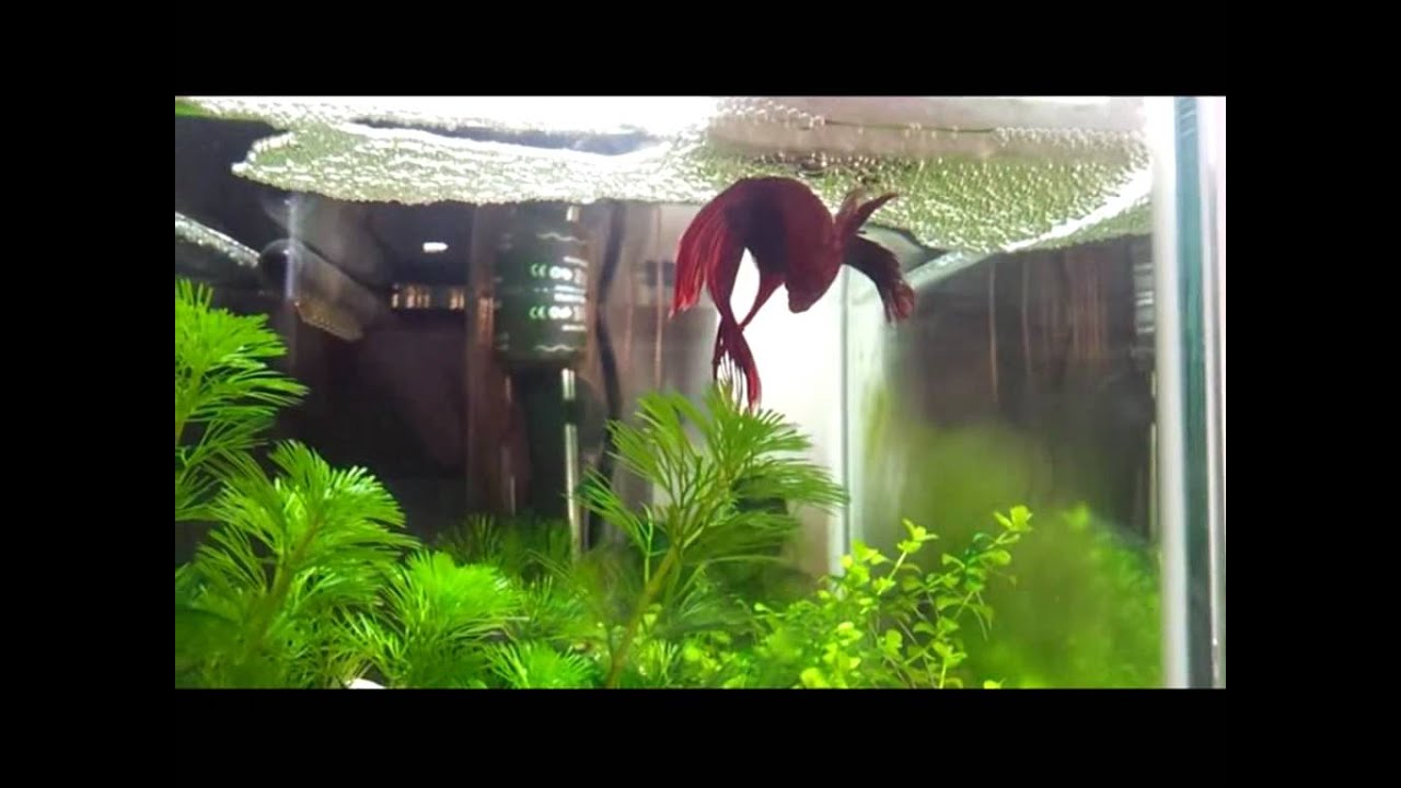 Kampffisch Paarung mit Eiablage mp4 HD