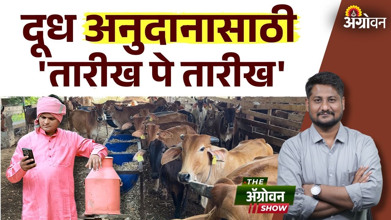 Milk Subsidy : राज्यातील दूध उत्पादक शेतकऱ्यांना अनुदान कधी मिळणार? | Agrowon | Dudh Anudan Update