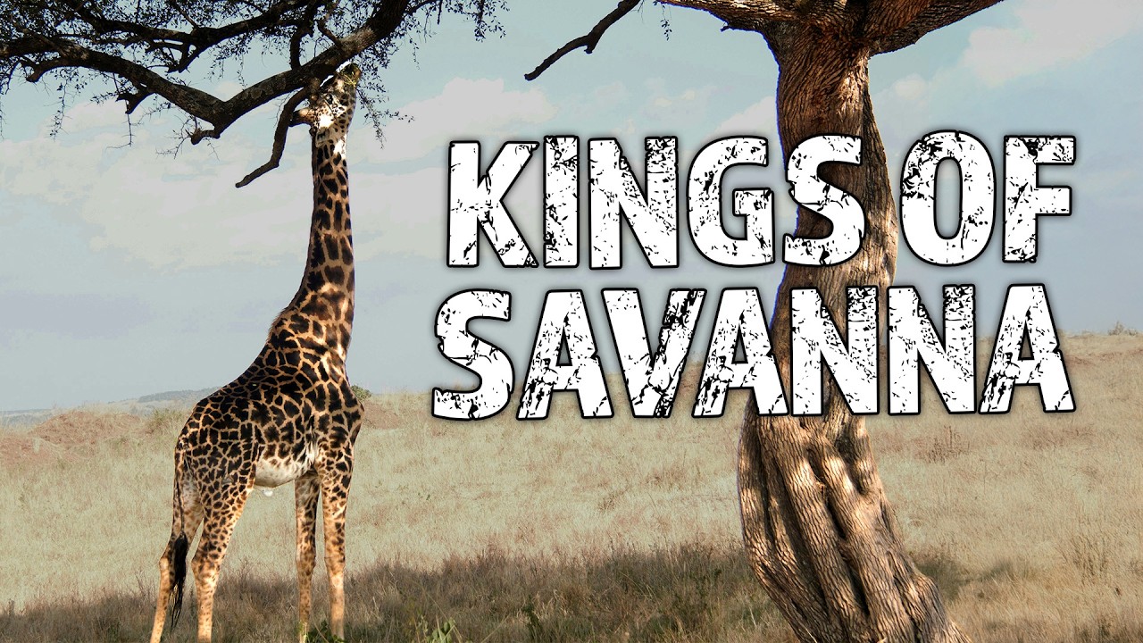African Savanna Animals | The Greatest Survivors! | Earth's Most Epic Grassland | Nature Documentary