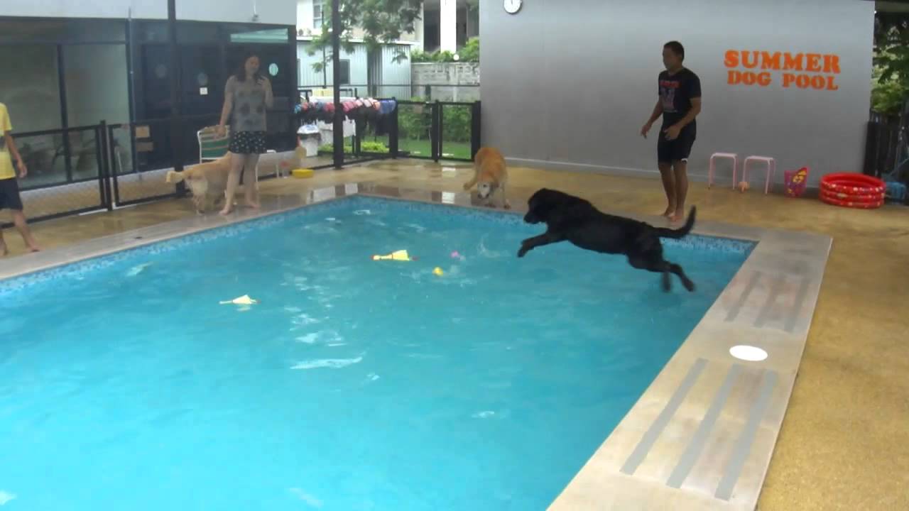 Dogs Jumping At Summer Dog Pool