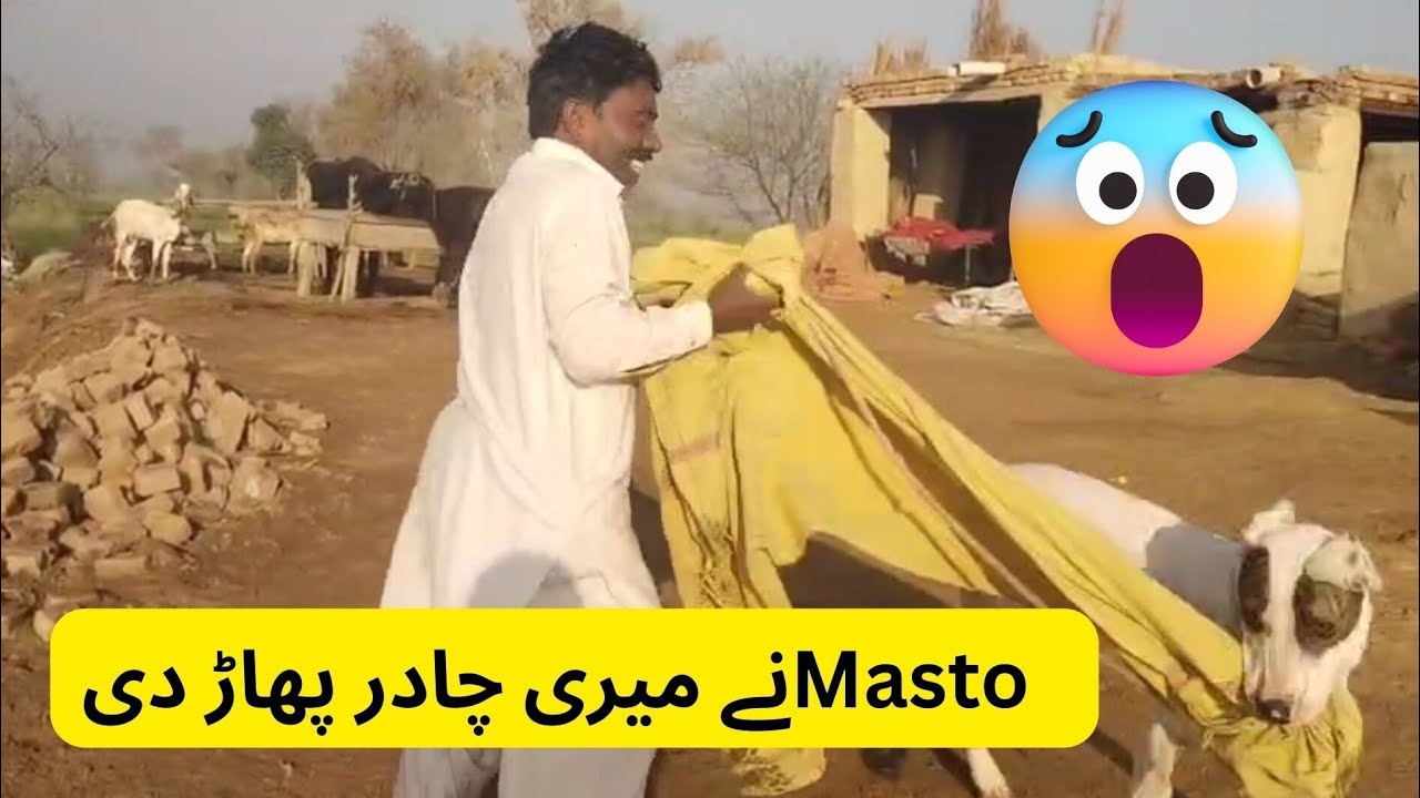 Masto ny meri chadar phar di 🐶😂 #dog #dogplay #doglove #pets #peace #art #new