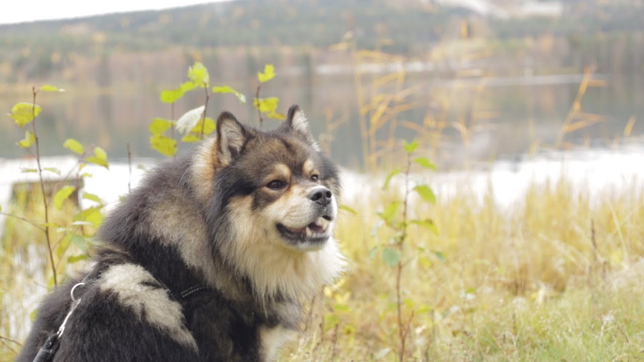 An Autumn Tale in Finland