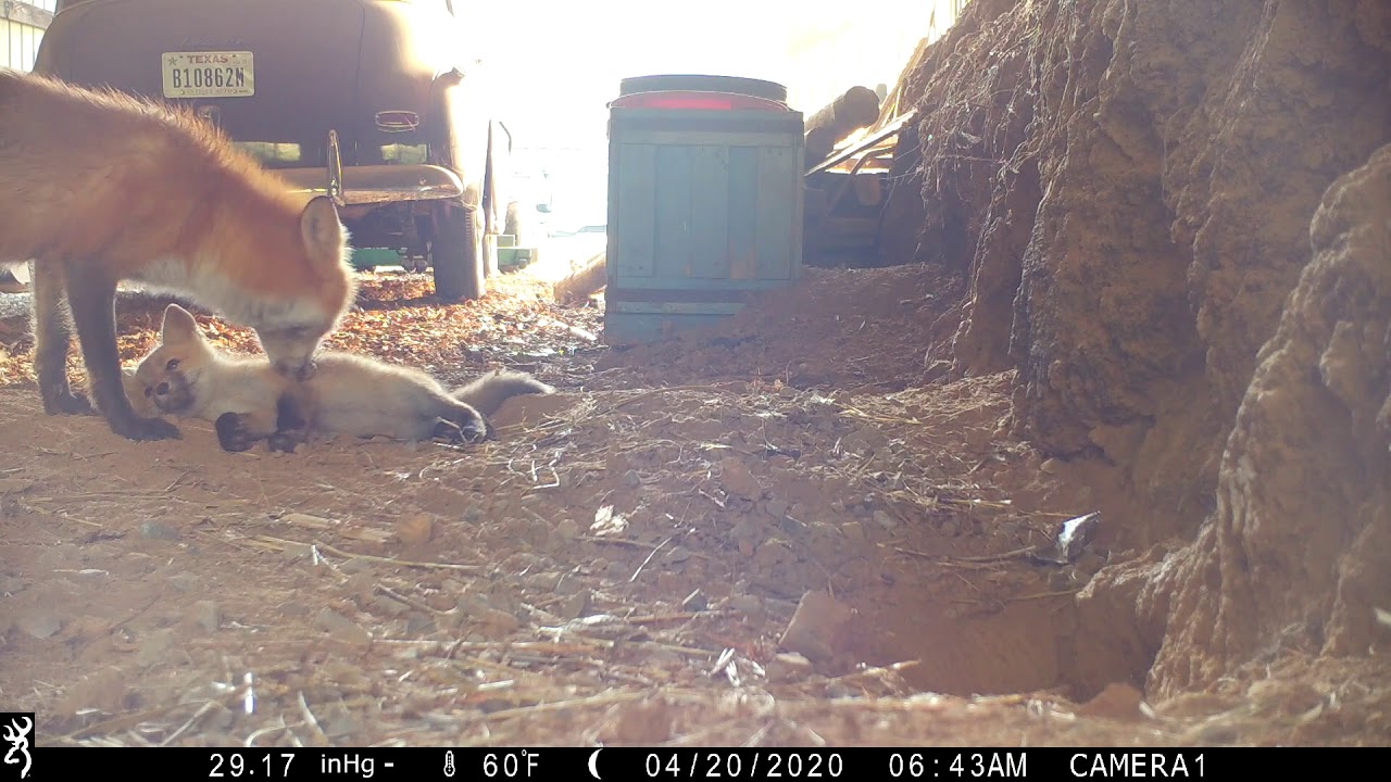 Baby fox whines at his mother while she grooms him.
