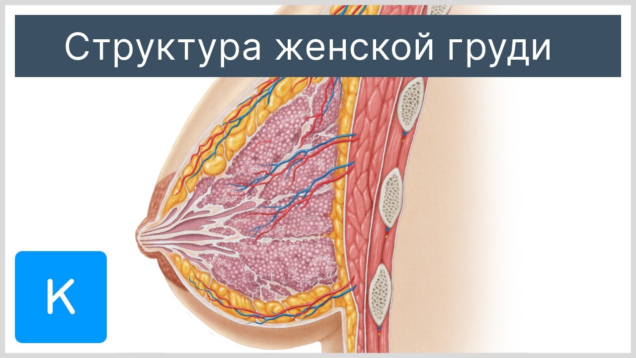 Структура женской груди - Анатомия человека |&nbsp;Kenhub