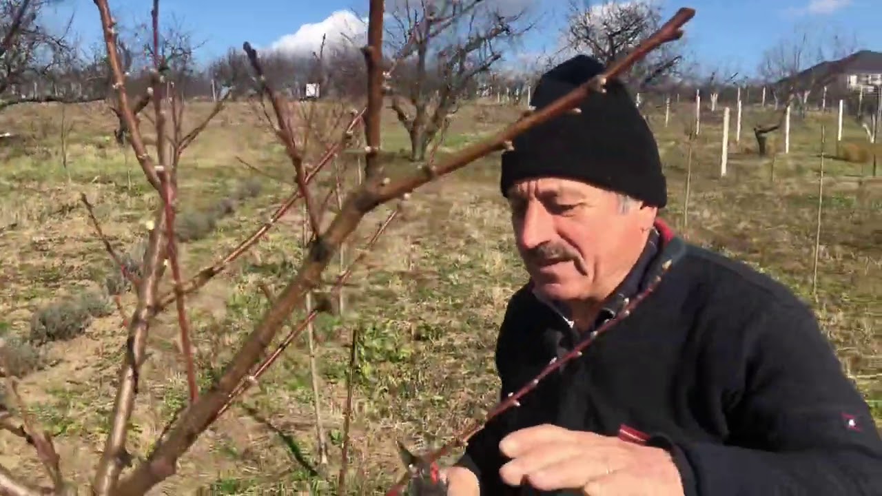 Tăierile de formare la piersic