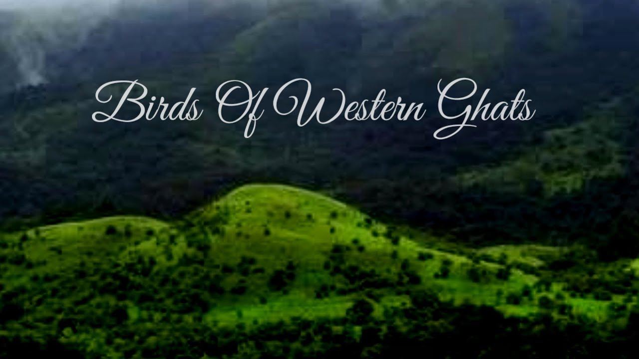 Birds of Western Ghats |Endemic Birds of Western Ghats | Nature