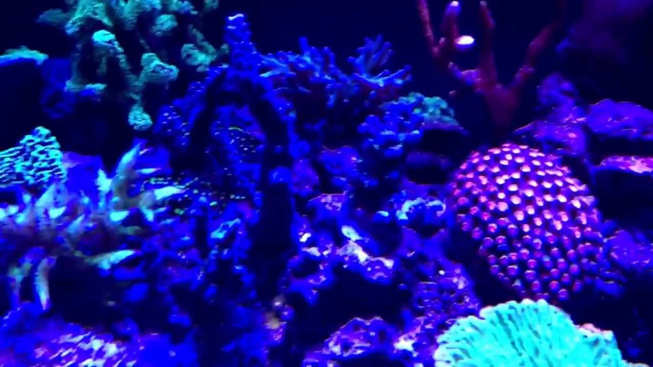 20 gallon tall drilled 10 gallon Sump Mixed Reef 9 months Gu10 DIY Cree LED