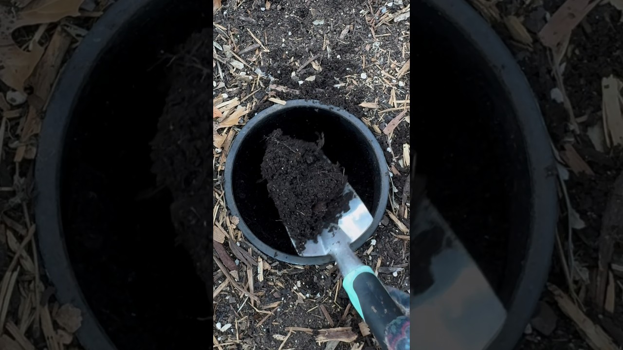 Don&rsquo;t waste -Compost in Place 🌱#zone8b #gardening #juicing