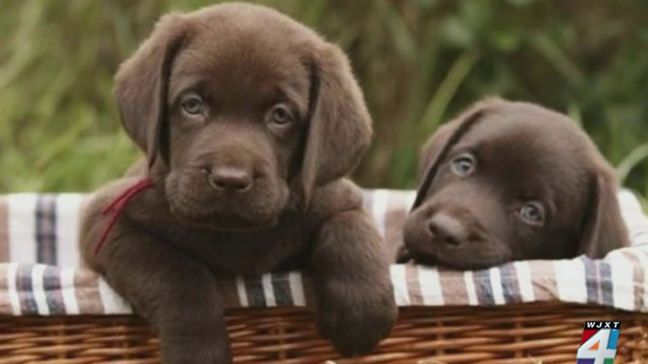 Warning signs of a puppy scam