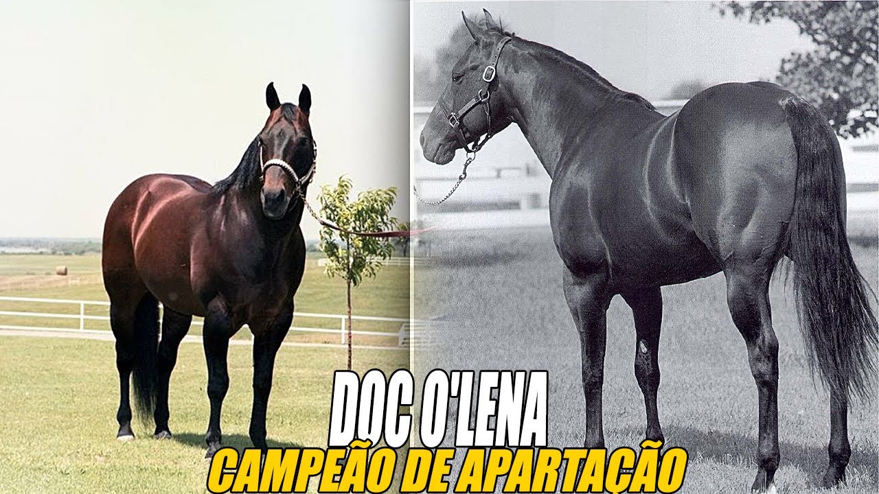 DOC O'LENA O QUARTO DE MILHA CAMPEÃO DE APARTAÇÃO