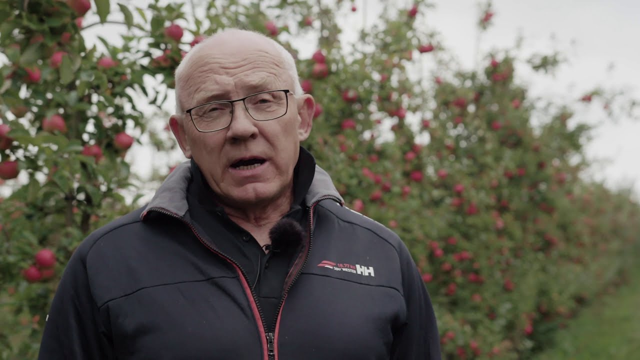 Odling och skörd av ekologiska äpplen - Framtidens Frukt