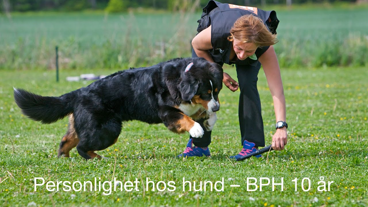 Personlighet hos hund &ndash; BPH 10 &aring;r
