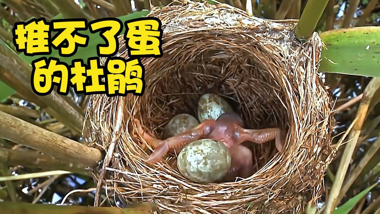 杜鵑幼鳥如果沒辦法把蛋推出巢穴，會是什麼結果呢【大強的頻道】#動物鳥世界 #動物科普
