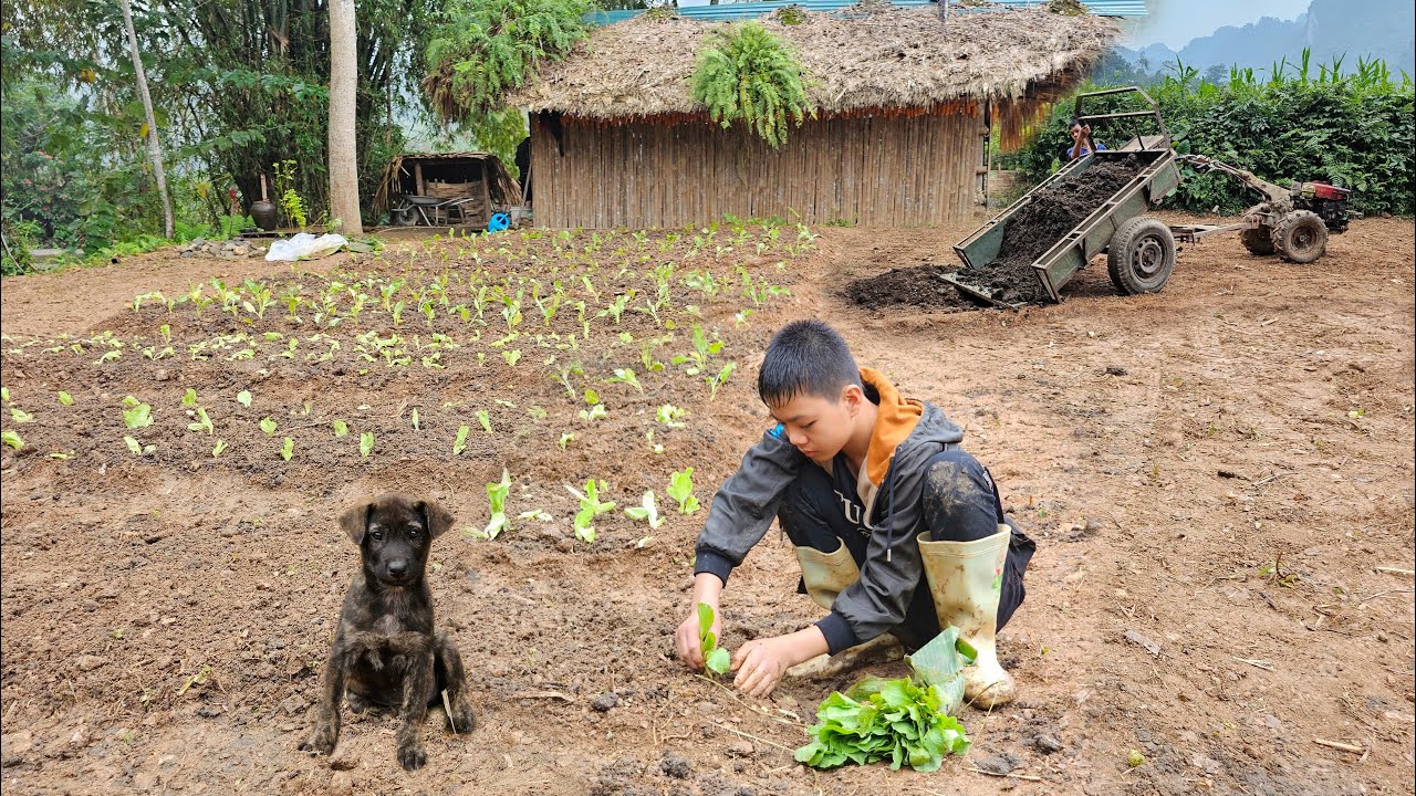 Orphan Boy - Lives in a hut, Builds a farm alone during the rainy season, Grows vegetables to sell