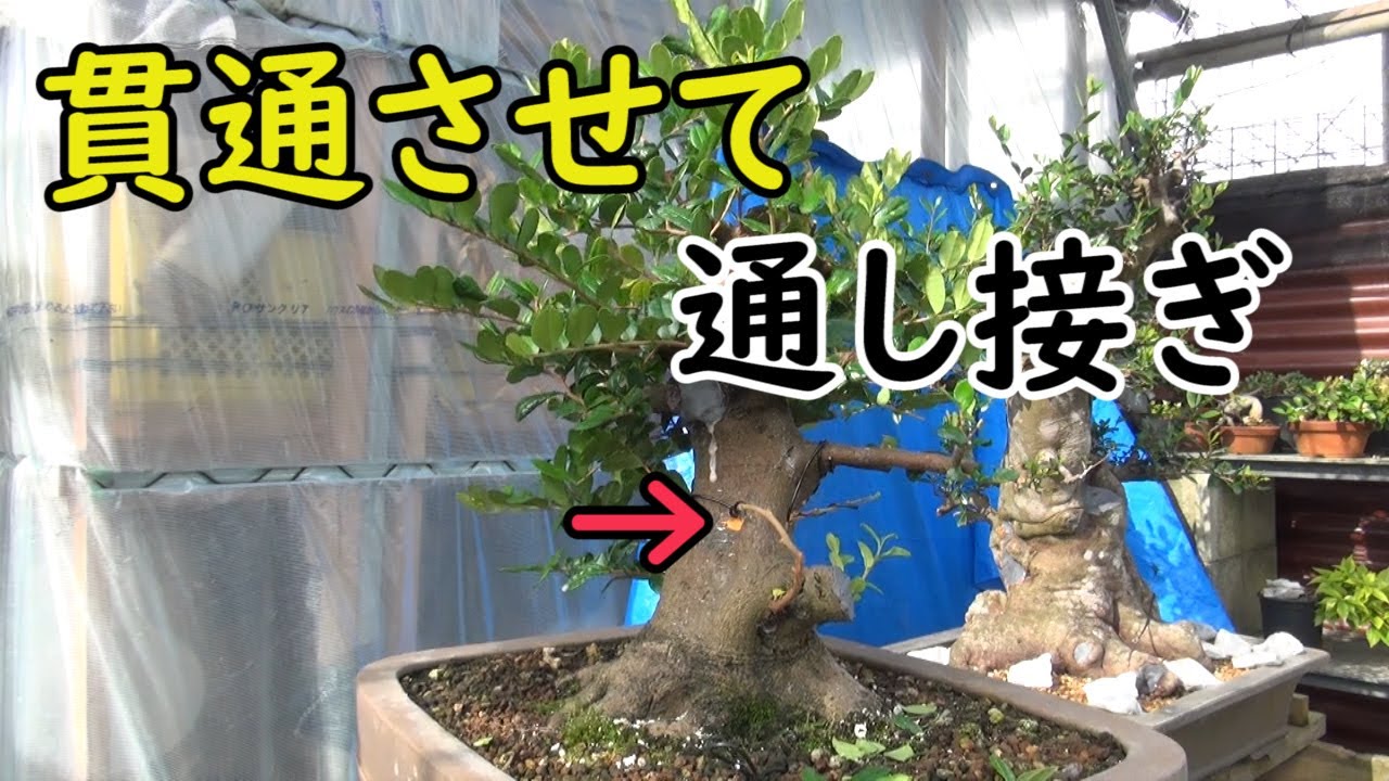 通し接ぎ[87]