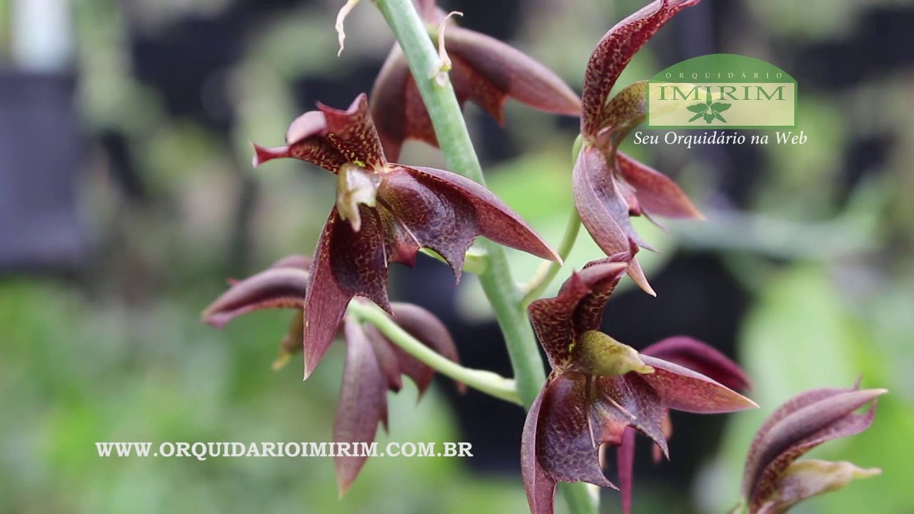 Catasetum cernuum - Orquidário Imirim - Seu Orquidário na Web