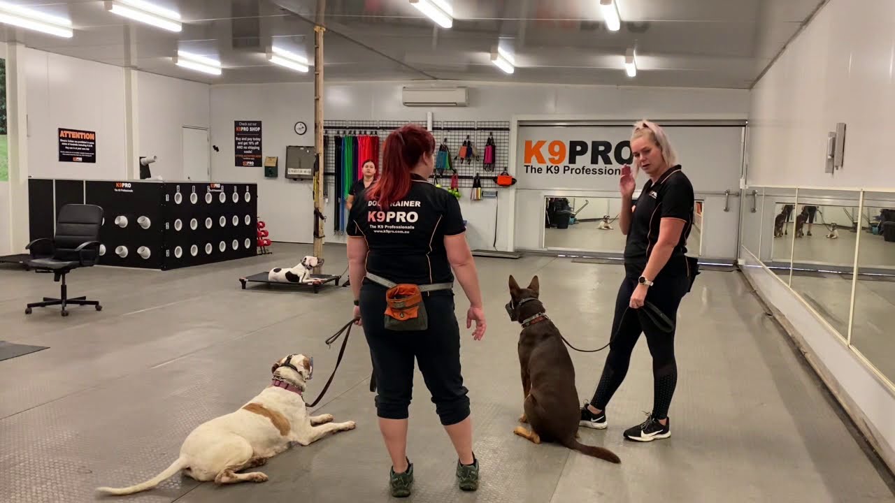 Hunter - over stimulated Kelpie