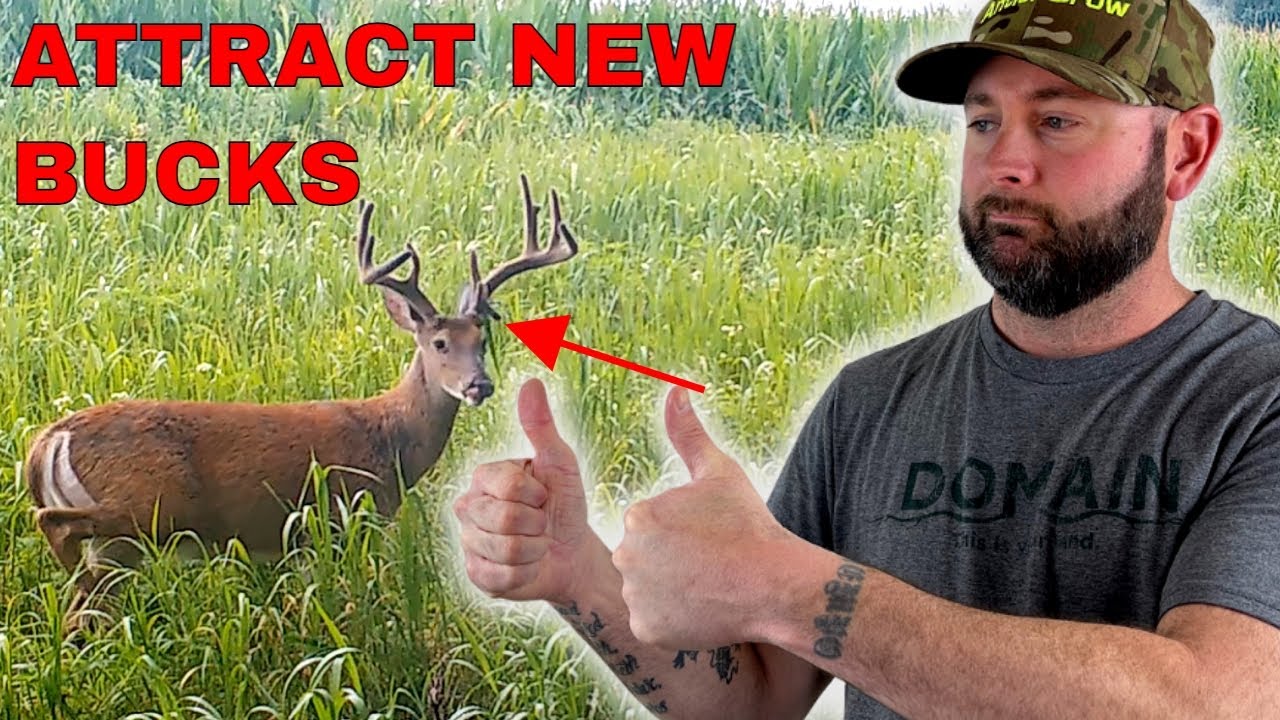 How To Attract Mature Bucks On New Deer Hunting Property!