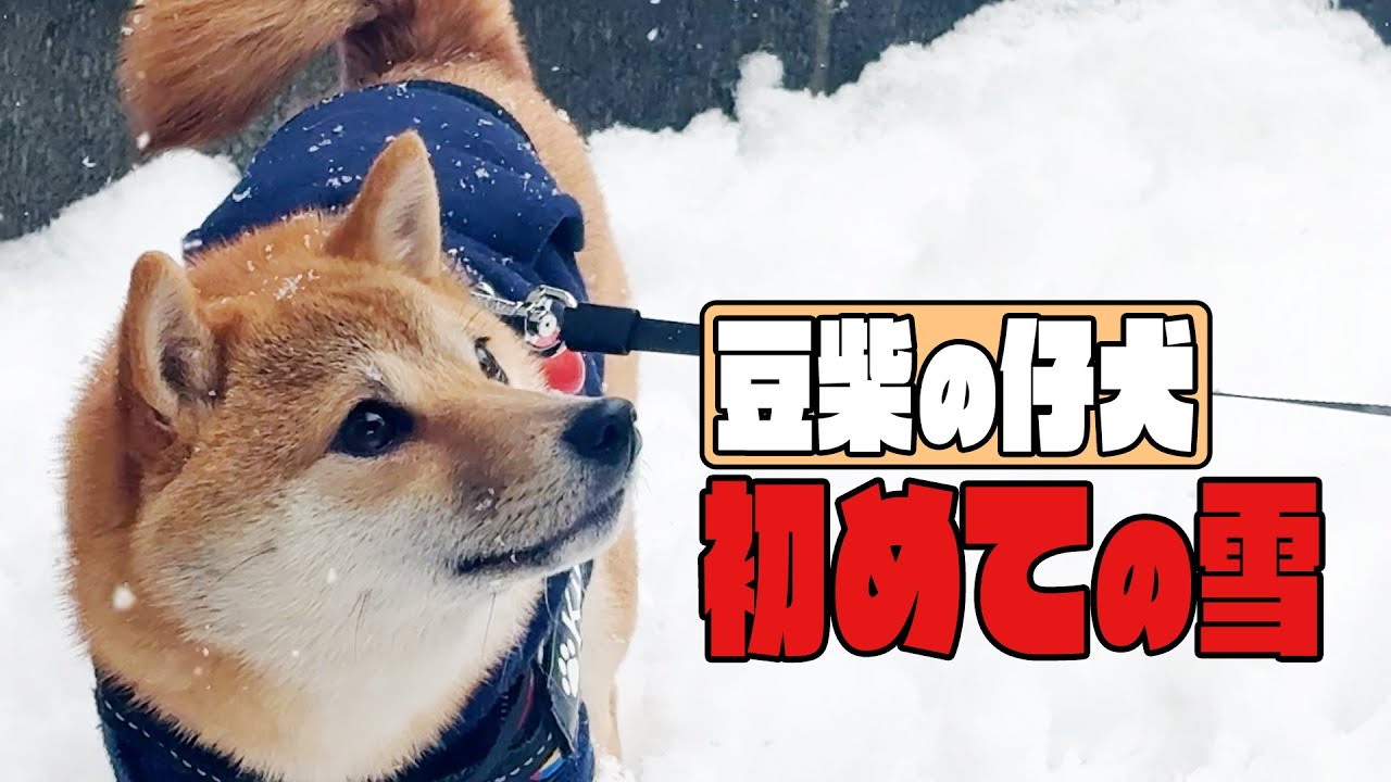 【豆柴】初めて見た積もった雪にはしゃぐ