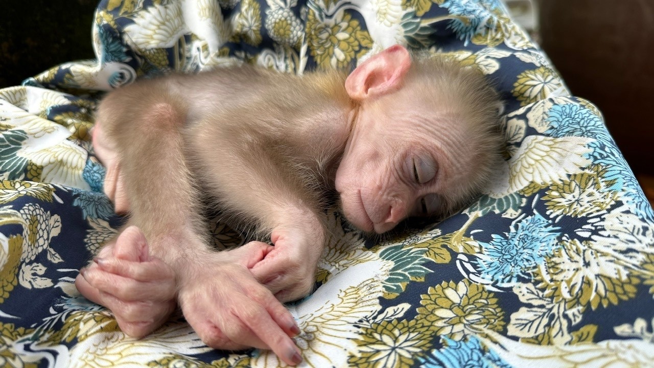 No One to Protect Him. No One to Care for Him… What Will Happen to Baby Monkey Kaki?