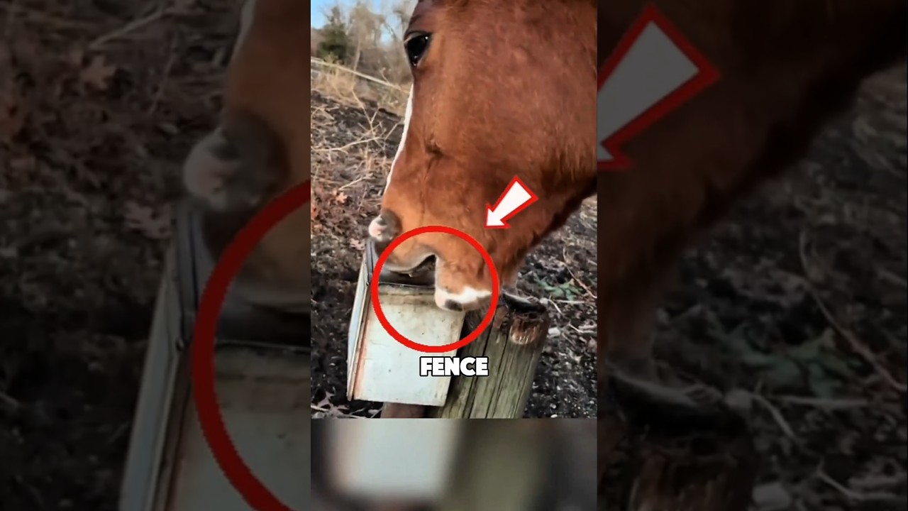 Why Some Horses Bite Fences and Suck in Air