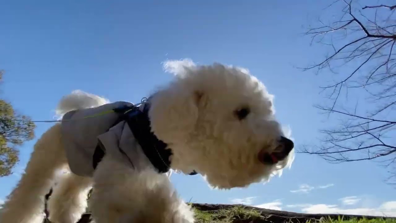 Lura's Walk_L041＃犬＃ペット＃愛犬＃ルラウォーク＃ビションフリーゼ＃bichon frisé＃お散歩＃ルラ＃ワンコ＃小型犬＃dog＃walk#walking#もふもふ＃ふわふわ