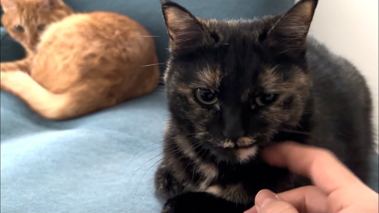 Life with Cats