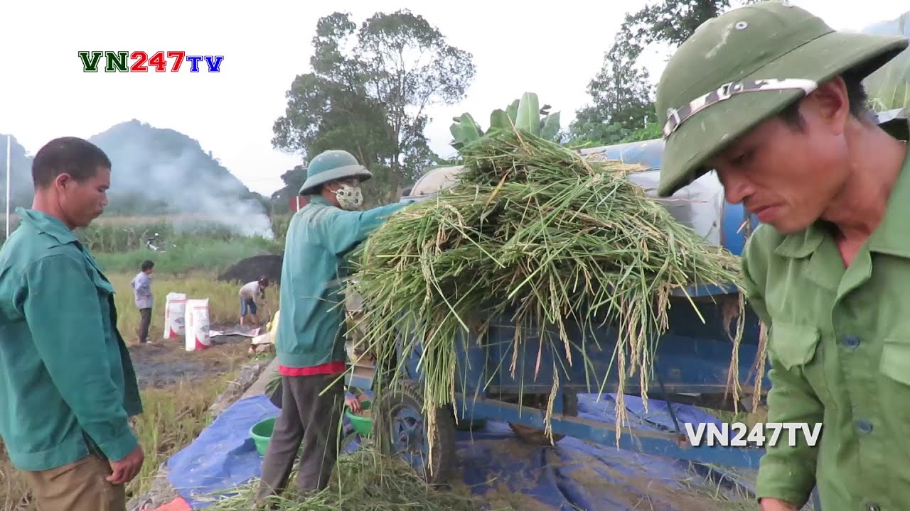 Máy đập lúa phục vụ mùa gặt - VN247TV