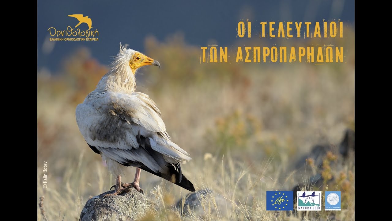 Οι Τελευταίοι των Ασπροπάρηδων