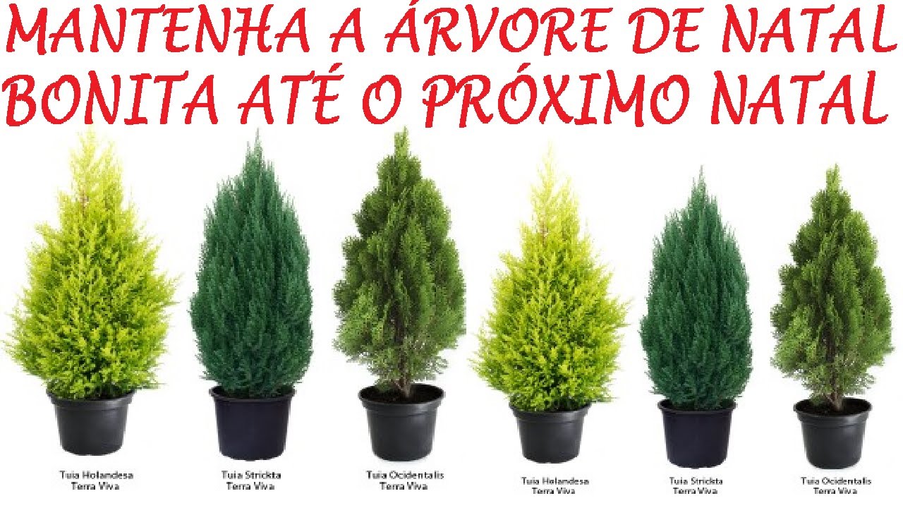 Salve a Árvore de Natal, mantenha seu pinheiro lindo e vivo!