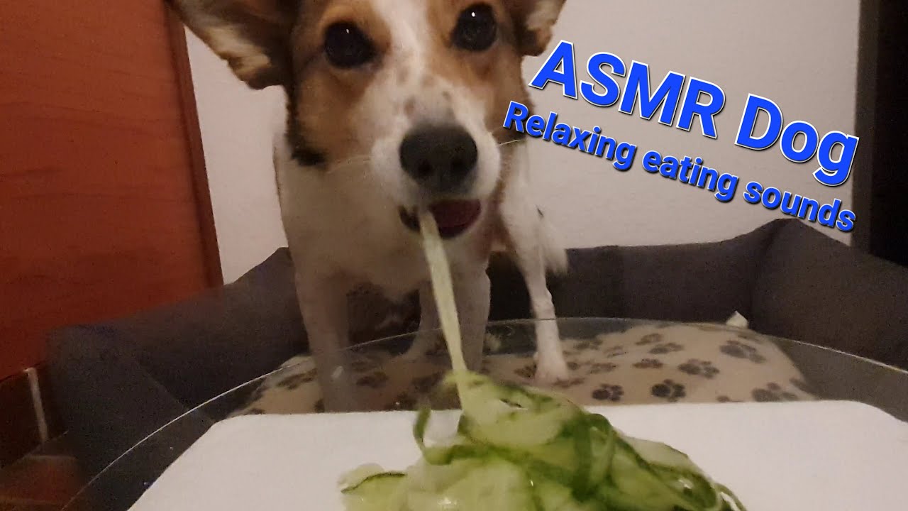 ASMR cute dog licking and chewing cucumber spaghetti I relaxing, no talking I mukbang