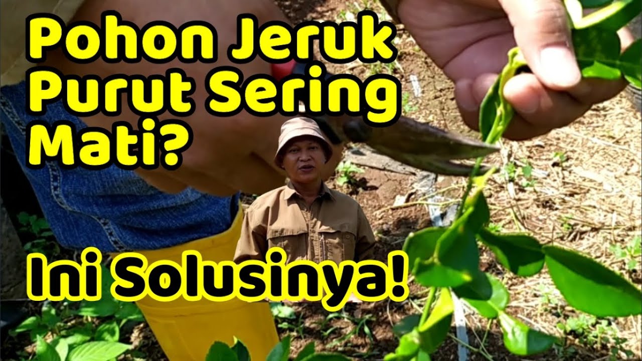 MENGHINDARI POHON JERUK PURUT MATI || Akibat (Salah) Cara Petik Daun
