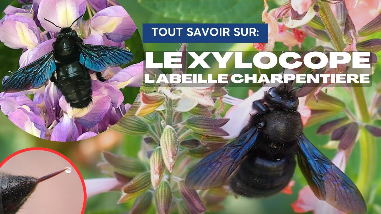 Abeille GEANTE Creusant le BOIS, Le XYLOCOPE est il DANGEREUX ? ( Xylocopa violacea, valga et iris)