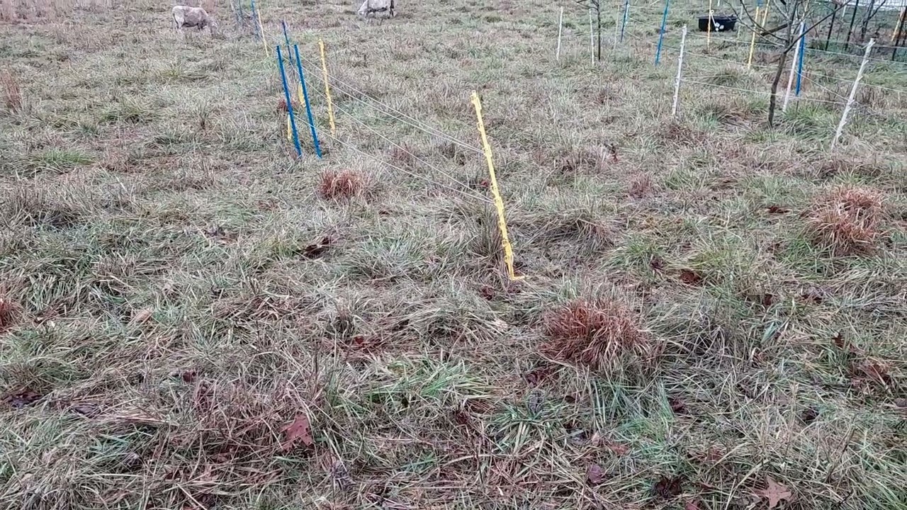 EP 229 Putting out more dry bedding.