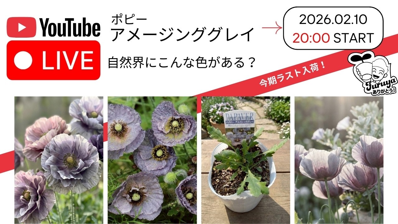 2/10日20時〜！【奇跡の花色】ポピー アメージンググレイ Live販売！ 今期最終入荷です！