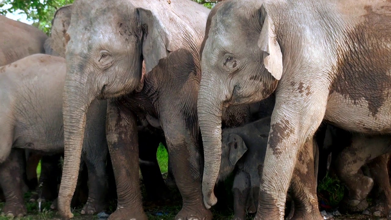Watching Pygmy Elephants in Borneo (Sabah, Malaysia)