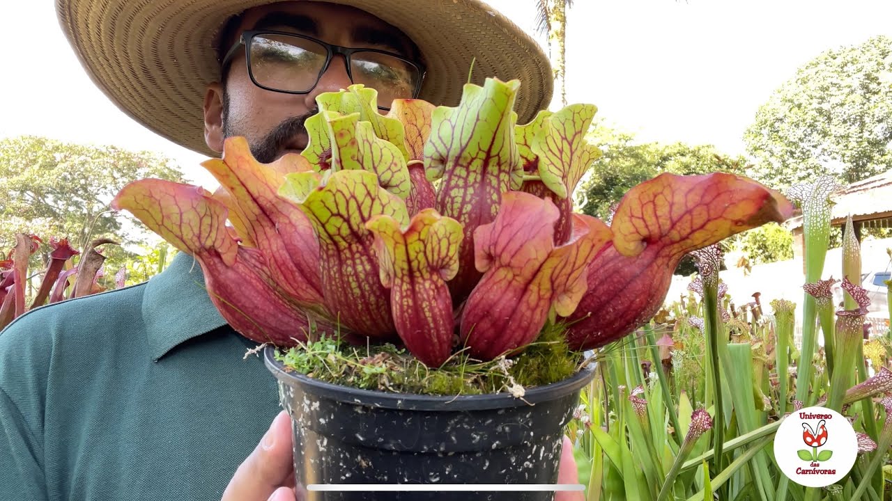 Porque a Sarracenia Purpúrea é tão cara?