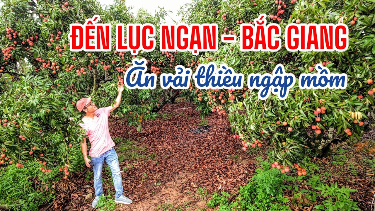 Đến Lục Ngạn - Bắc Giang ăn vải thiều ngập mồm 😁