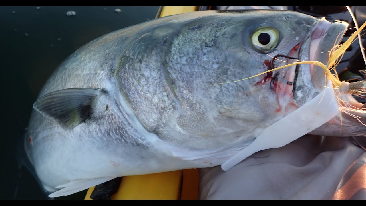 Bluefish and Striper Fishing - Jig Strips and Dark Matter Rods