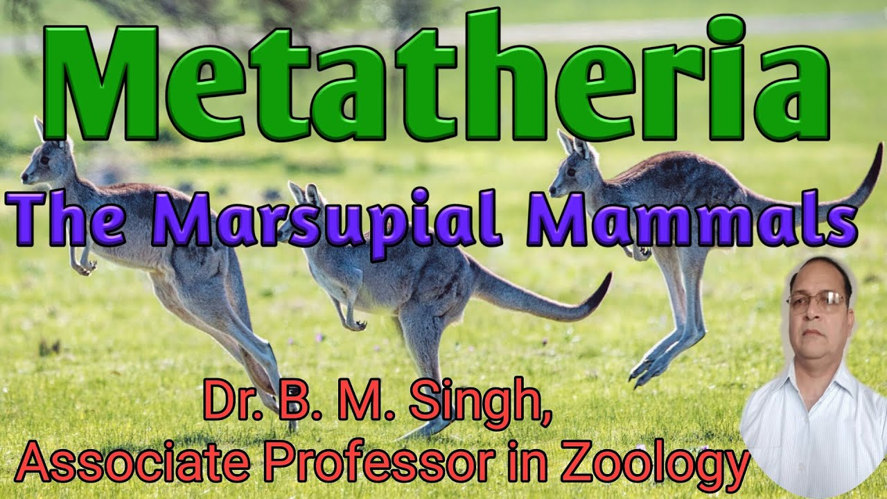 Metatheria: The Marsupial Mammals