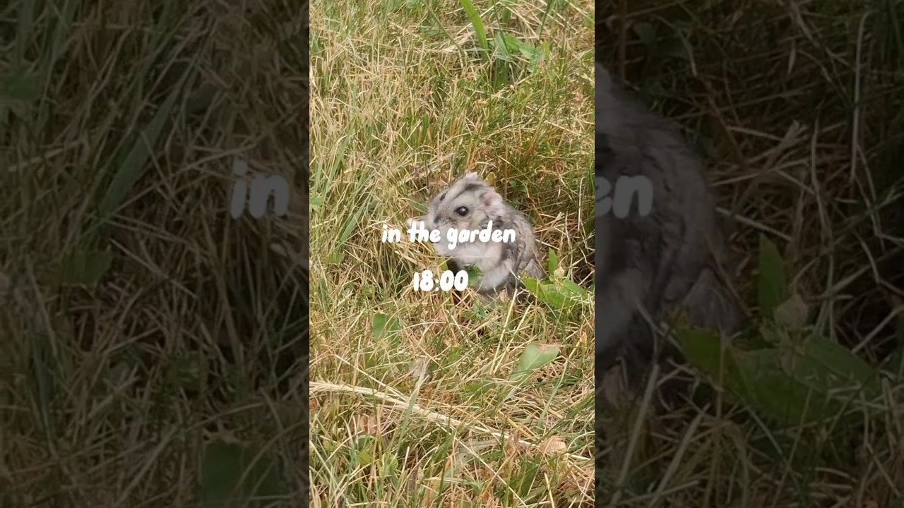 hamster daily routine #hamster #cute #animals #routinevlog