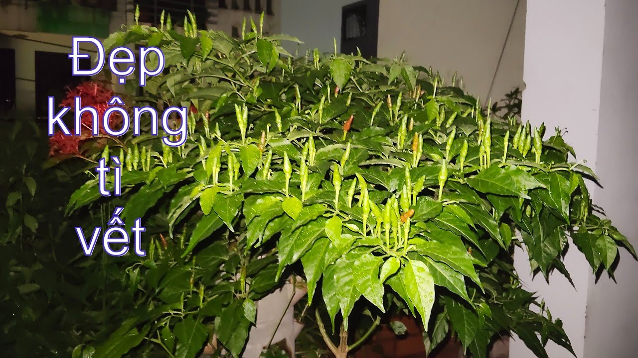 Chỉ 02 loại phân hữu cơ mà vẫn có Cây Ớt đẹp không tì vết | THÍCH TRỒNG CÂY TV