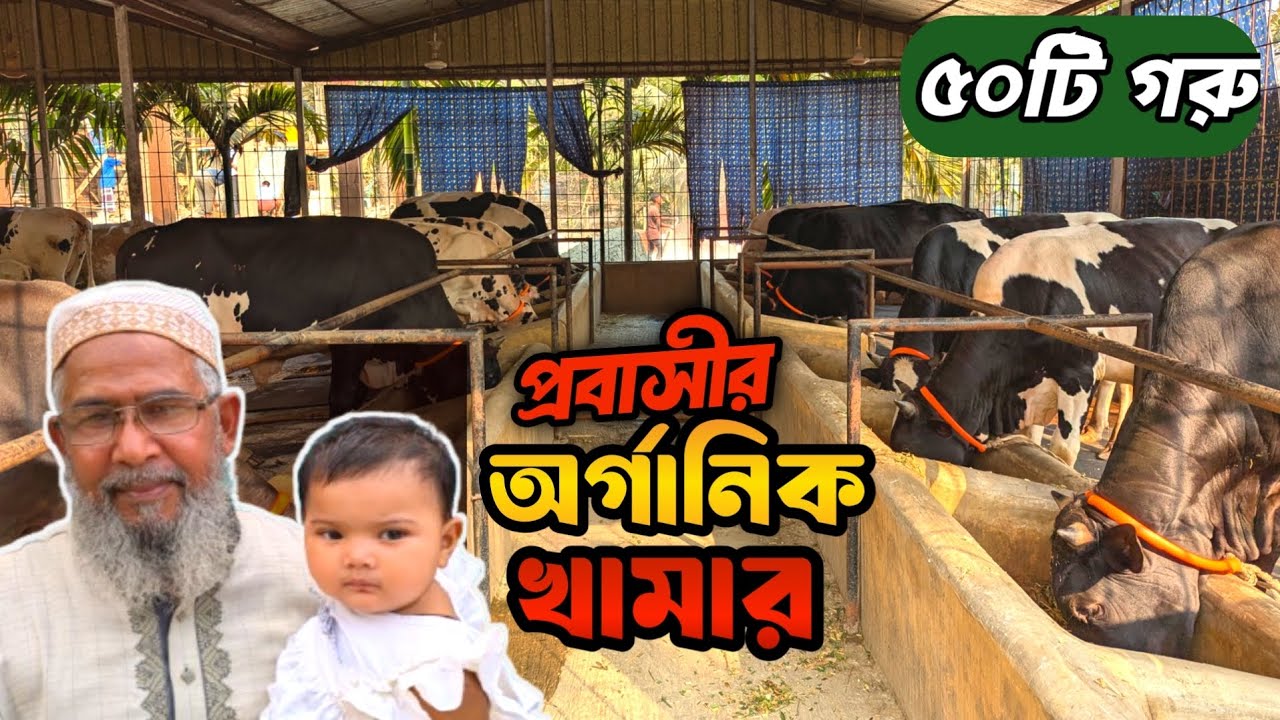 সৌদি প্রবাসী প্রাকৃতিক খাবারে গরু পালন করে কোটিপতি । Organic Cattle Farming । Swadesh Agro ।
